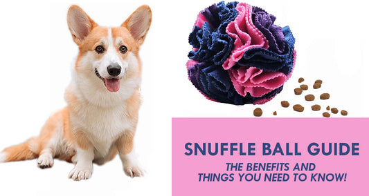 Snuffle Ball Guide - The Benefits & Things You Need To Know