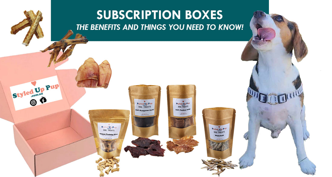 Why Subscription Boxes are Great for your dog - Subscription Boxes - The benefits and things you need to know!