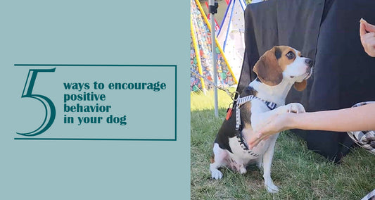 5 ways to encourage positive behavior in your dog