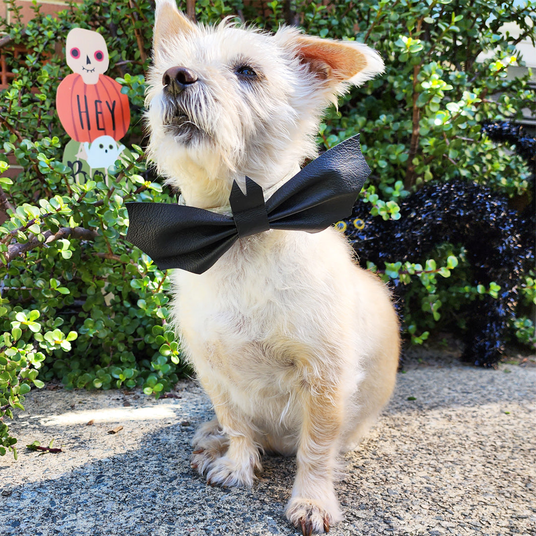 Howl-o-ween Battie Bat Bow Tie