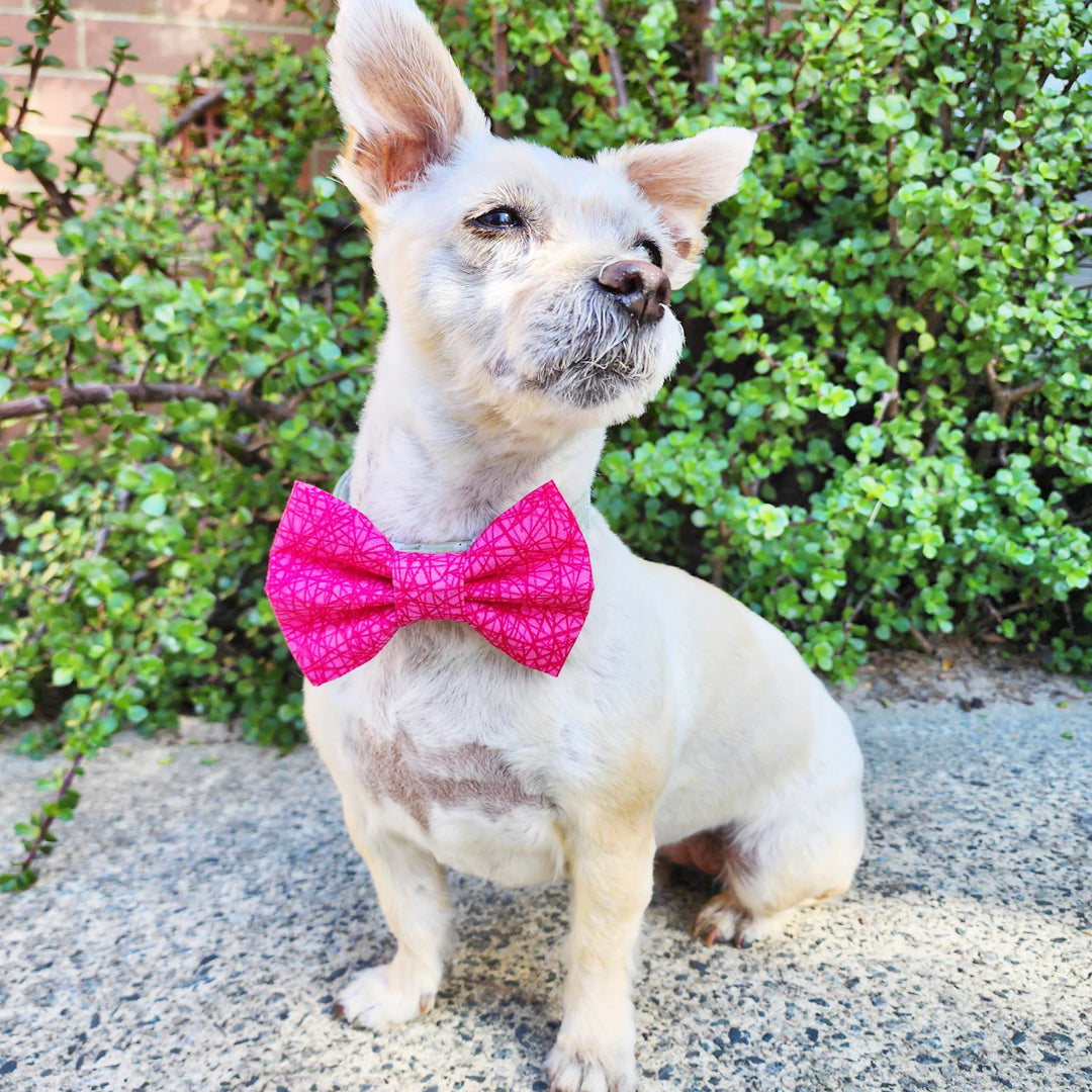 Fuchsia Pink Web Dog Bow Tie - handmade Dog Bow Tie from Styled Up Pup - Shop now at Styled Up Pup 