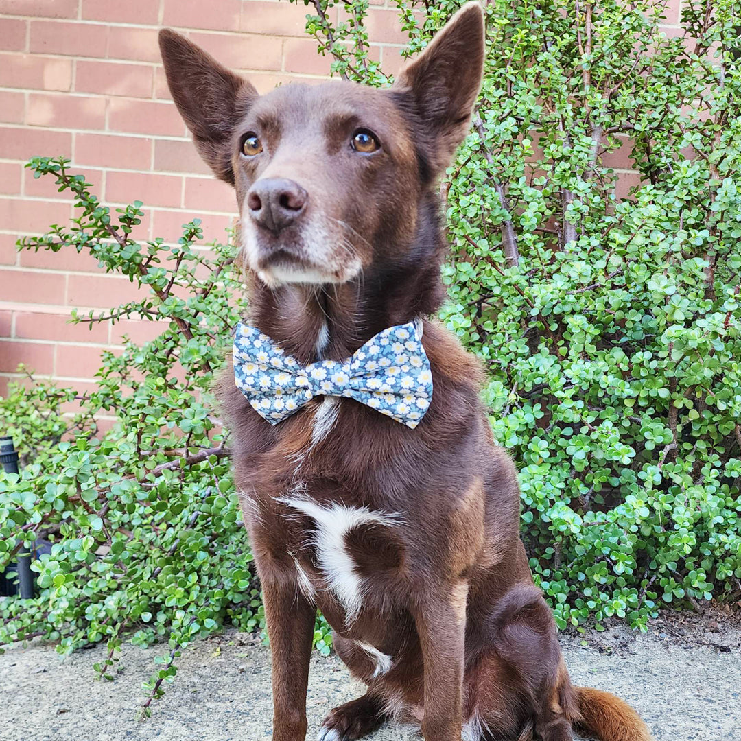 The Gordonia Dog Bow Tie & Sailor Bow - handmade Dog Bow Tie from Styled Up Pup - Shop now at Styled Up Pup 