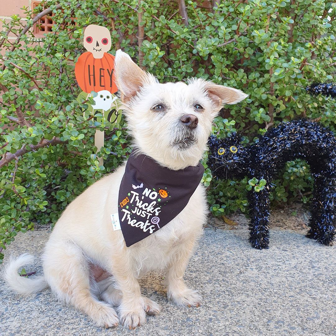 No Tricks Just Treats Halloween Dog Bandana (Over-The-Collar)