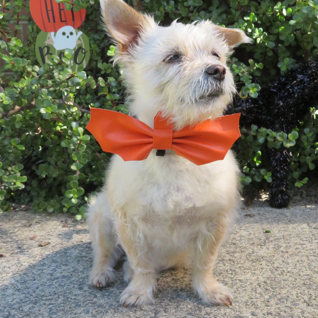 Howl-o-ween Battie Bat Bow Tie