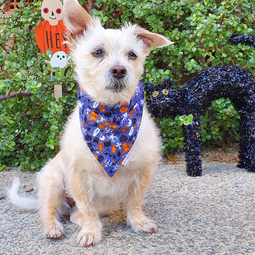 Halloween Dog Bandana (Over-The-Collar) - Scary Pumpkin (Reversible)