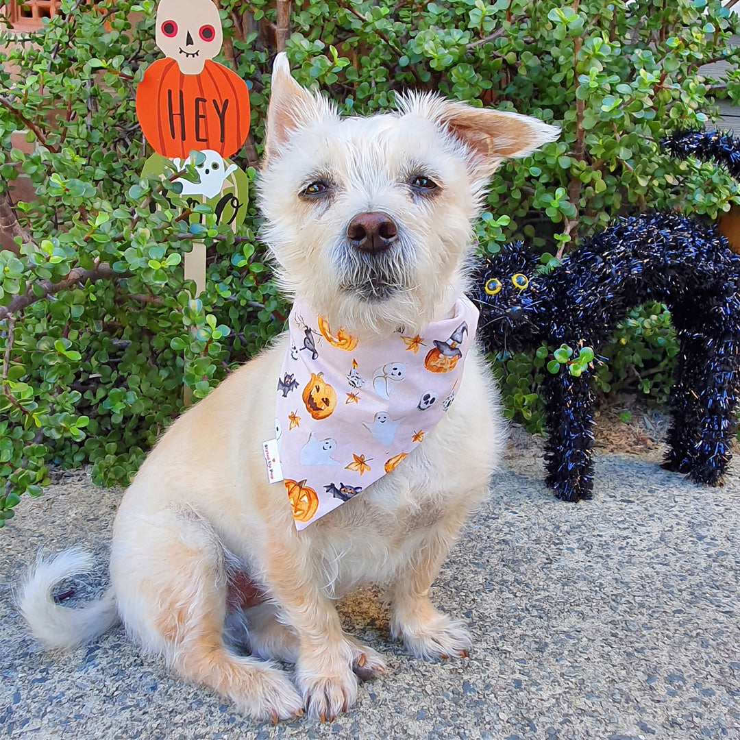 Spooky Halloween Dog Bandana (Over-The-Collar)