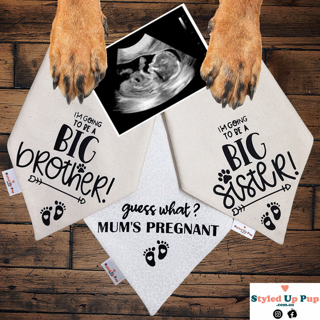 Big brother hot sale dog handkerchief